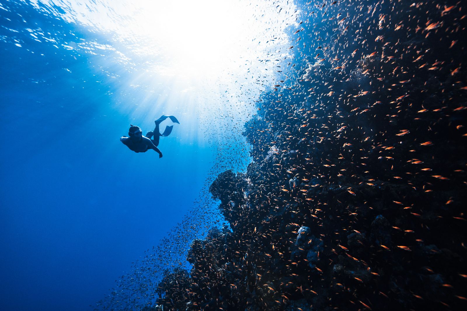Diving and Freediving